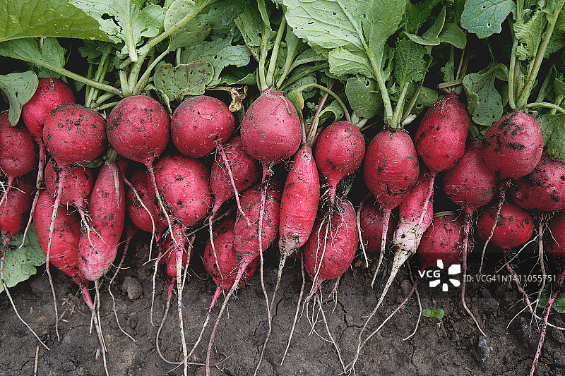 刚从花园采摘的新鲜红萝卜，带有绿叶，体现农业、爱好、园艺、健康生活方式和营养理念。素食、纯素食和生食。种植无转基因有机农产品。图片素材