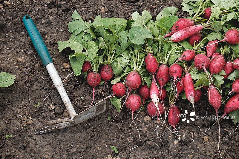 刚从花园采摘的新鲜红萝卜，带有绿叶，体现农业、爱好、园艺、健康生活方式和营养理念。素食、纯素食和生食。种植无转基因有机农产品。图片素材