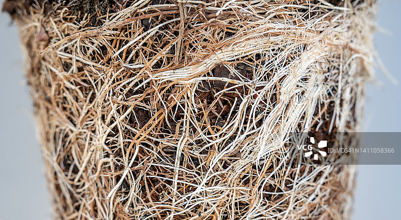 植物根系特写图片素材