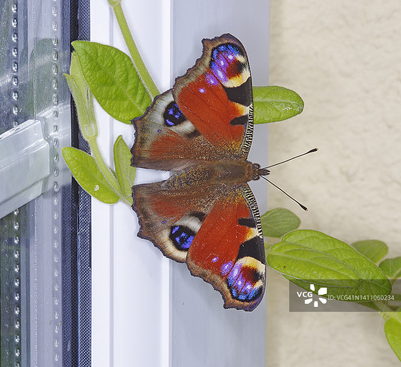 孔雀蛱蝶图片素材