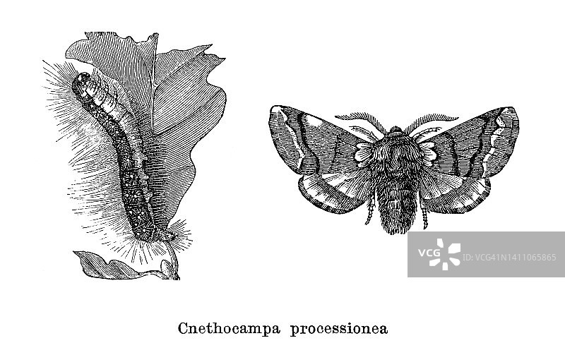 老式雕刻昆虫学插图：栎树 processionary 蛾图片素材