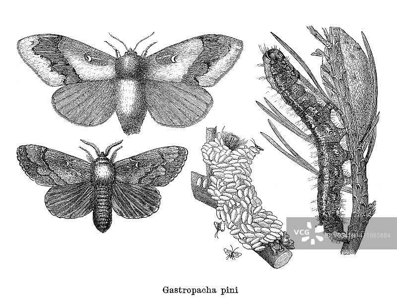 昆虫学老式雕刻插图：松树蛾图片素材