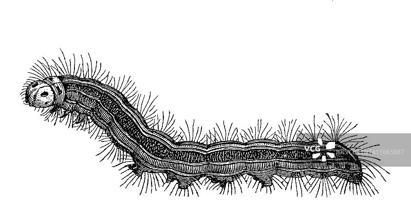 昆虫学：粘虫（Gastropacha neustria）古董雕刻插图图片素材