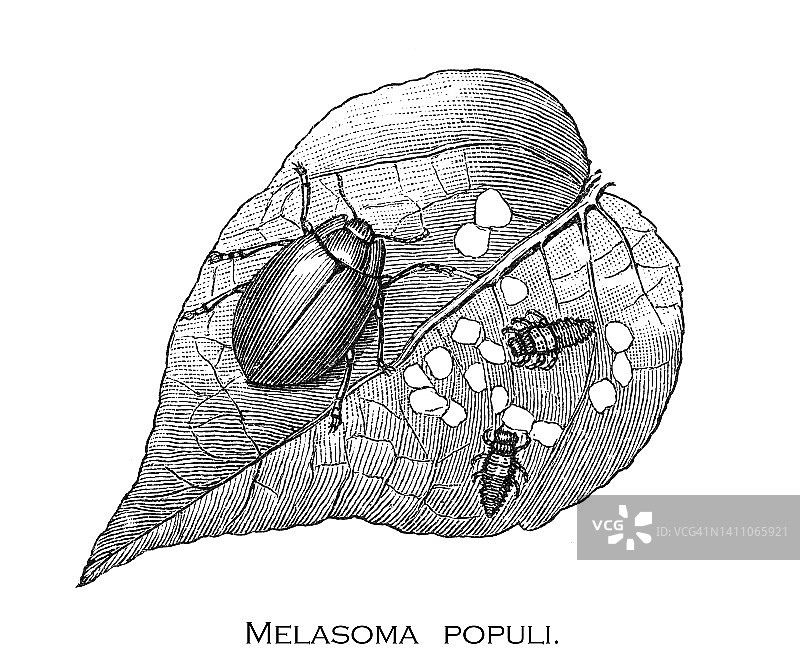描绘叶甲（Chrysomela populi）的古老版画插图图片素材