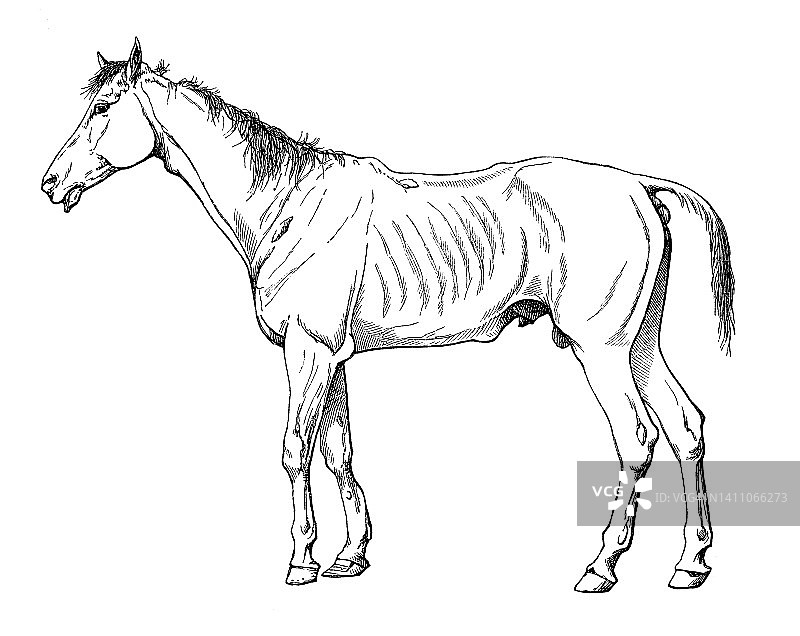 马的古老雕刻插图，马科动物解剖图片素材