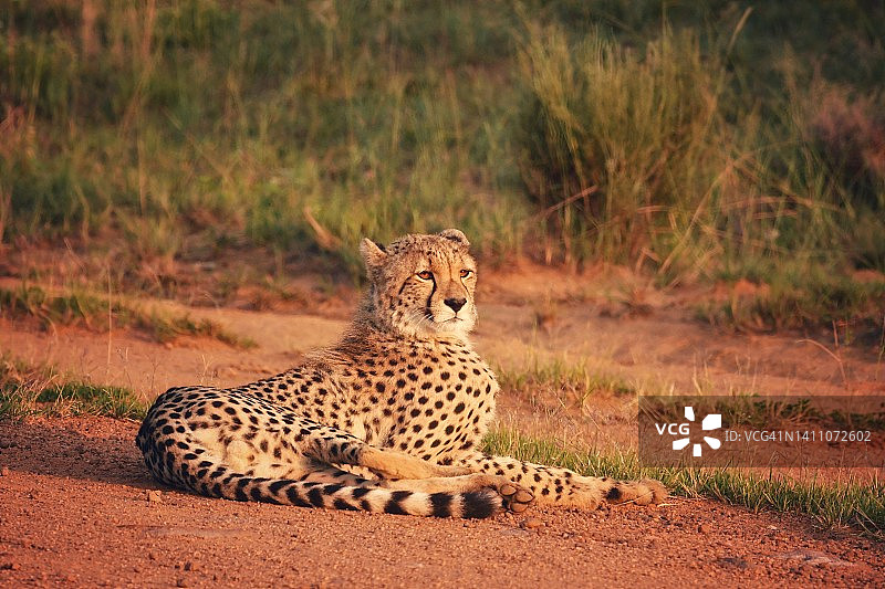 清晨阳光下，在路上休息的野生猎豹图片素材