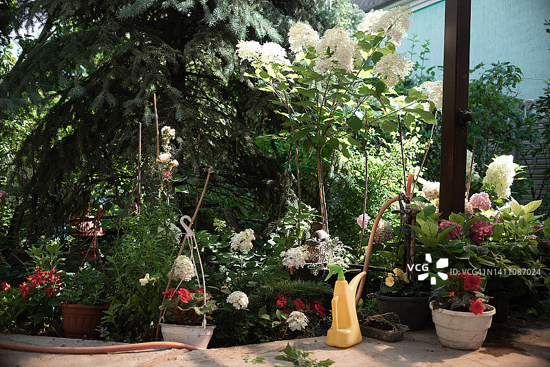 鲜花灌木的家庭花园图片素材