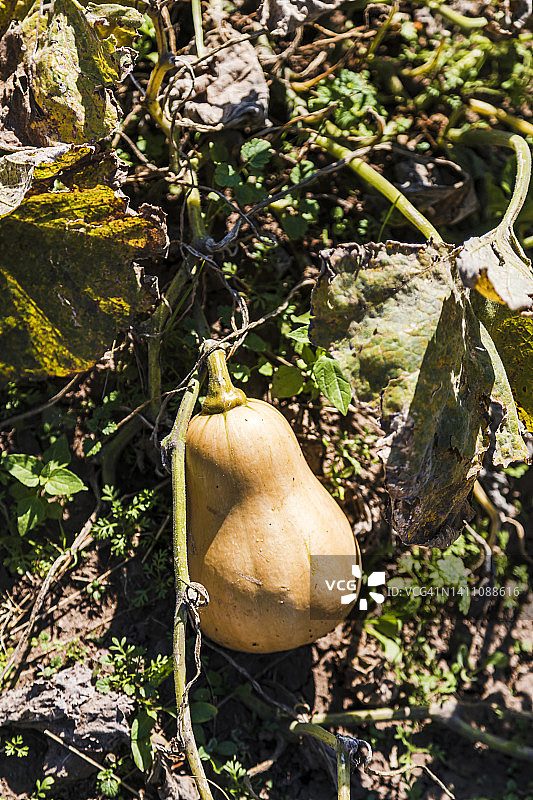 生长中的奶油南瓜图片素材