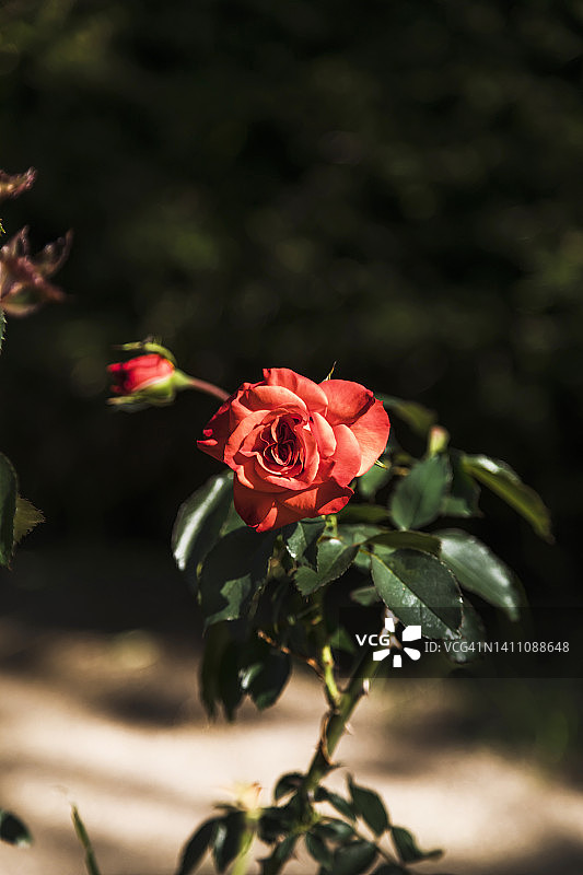 植物上的单支玫瑰图片素材