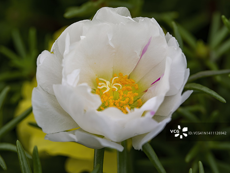 马齿苋花图片素材