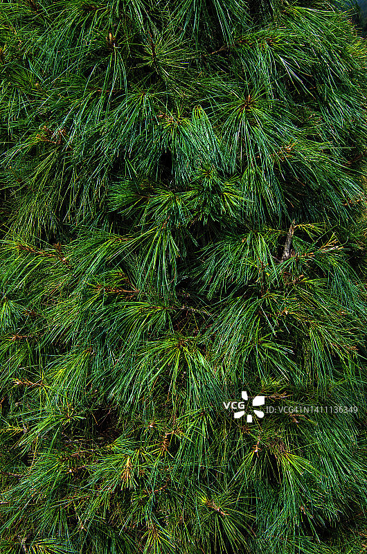 墨西哥白松细节图片素材