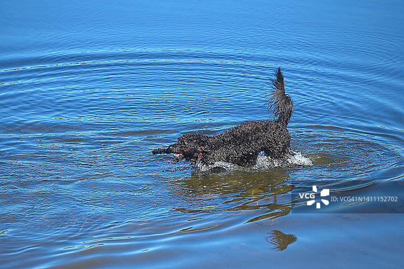 在水中玩耍树枝的黑狗图片素材