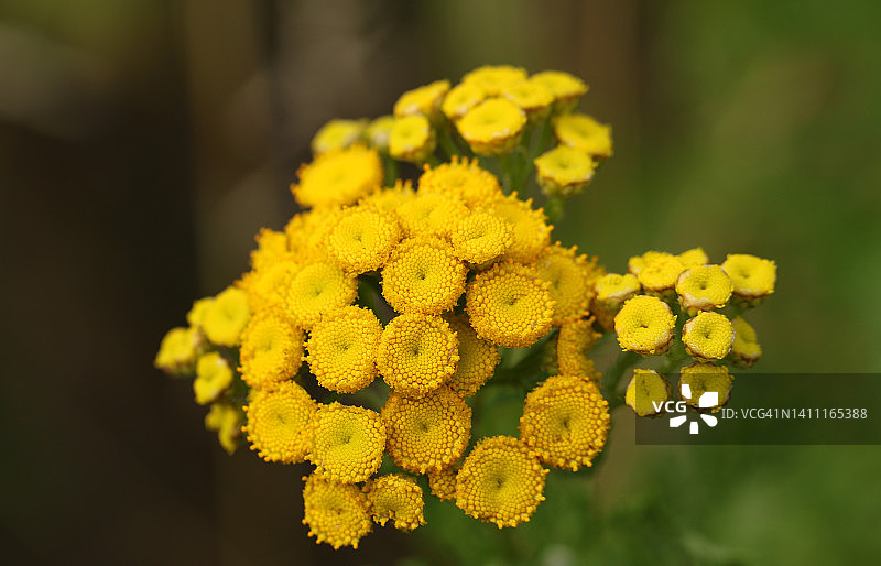 野生开花的艾菊植物图片素材