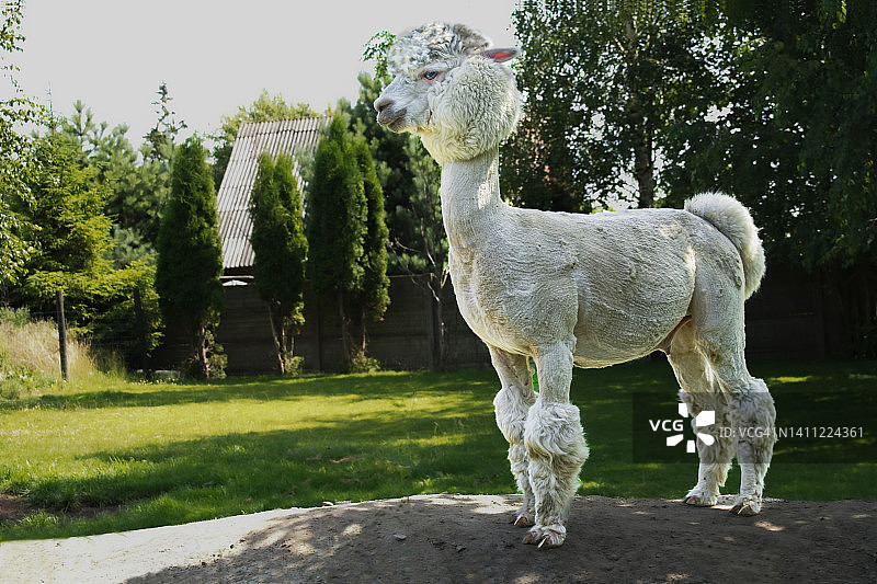 迷你动物园里的美洲驼图片素材