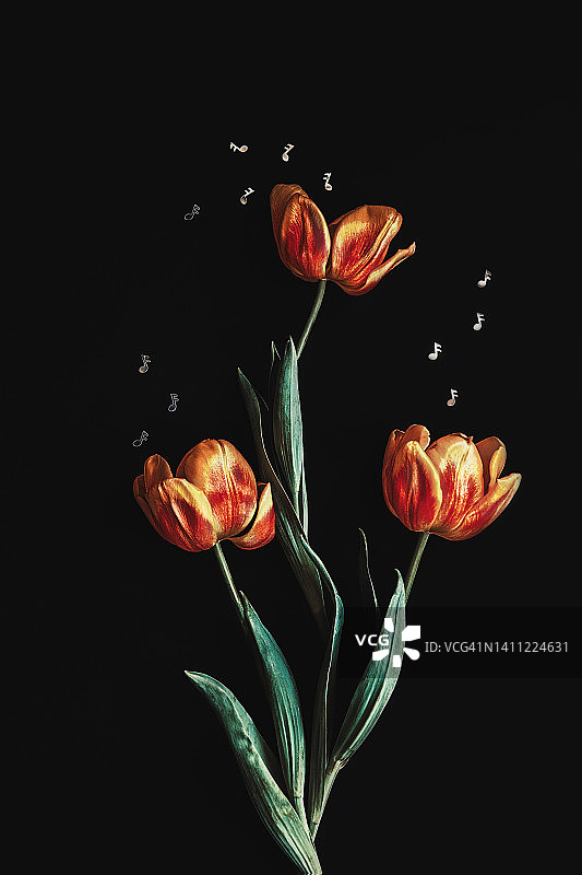 音乐郁金香图片素材