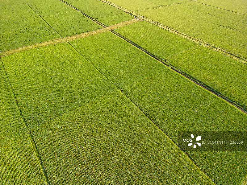 农场稻田图片素材