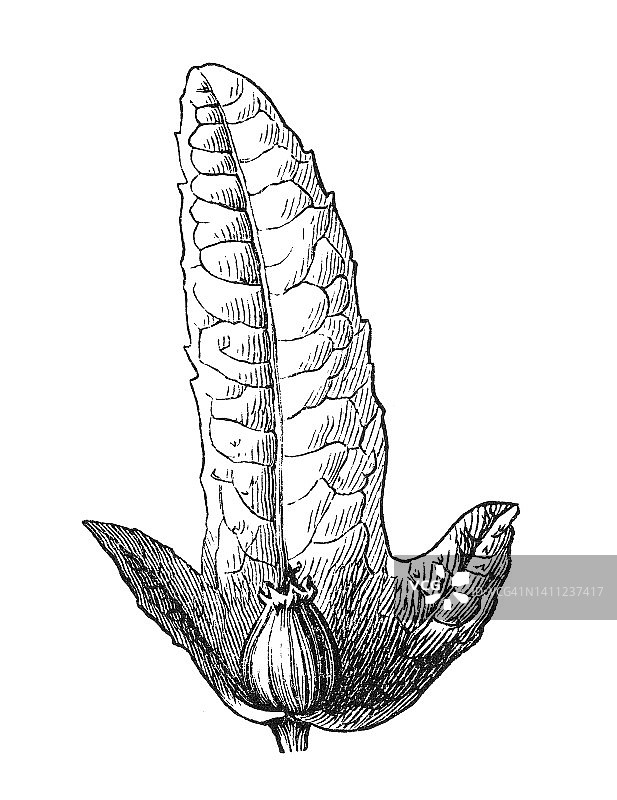 欧洲鹅耳枥雕刻插图图片素材