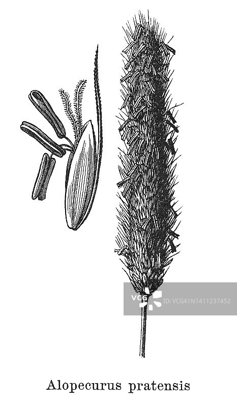 植物学古版画：猫尾草或田野猫尾草图片素材