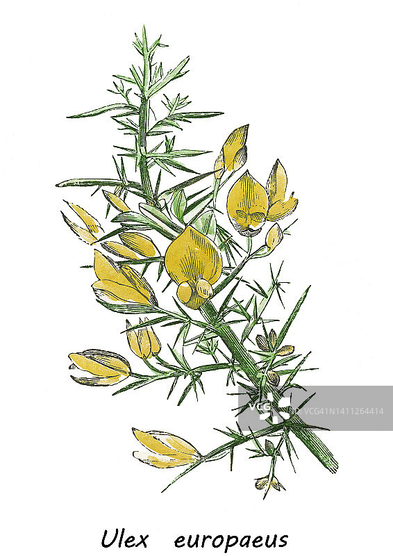 老式彩色石印植物插图：荆豆图片素材