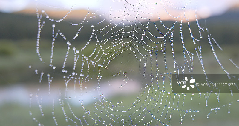 日出时池塘上蜘蛛网上的水滴图片素材