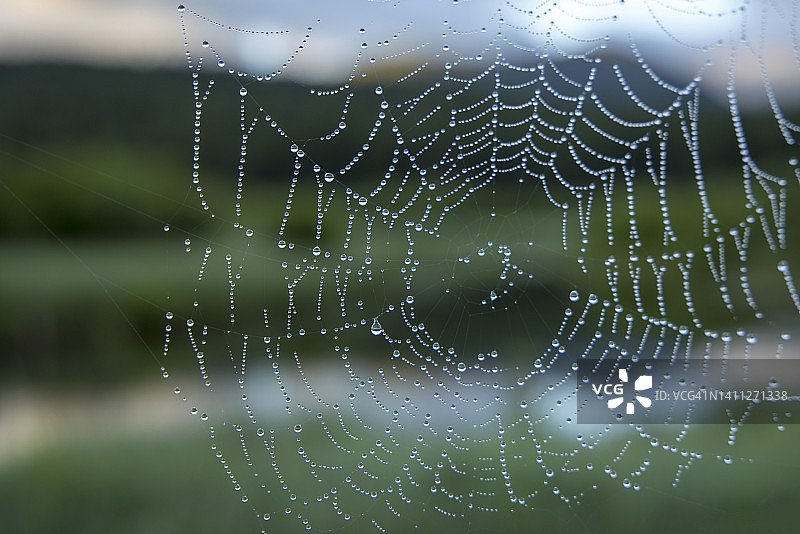 日出时池塘上蜘蛛网上的水滴图片素材
