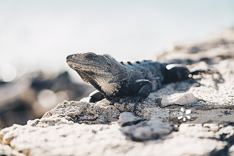 岩石上晒太阳的蜥蜴图片素材