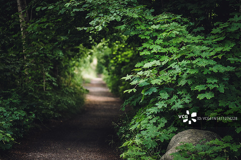 夏日昏暗的光线下，一条狭窄的小路穿过落叶林图片素材