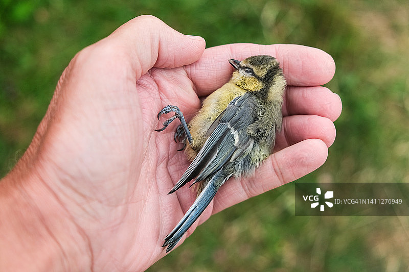 手托受伤的小鸟图片素材