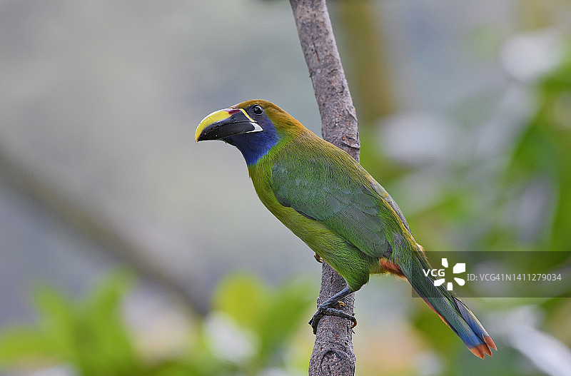 栖息在树枝上的北部翡翠绿巨嘴鸟图片素材