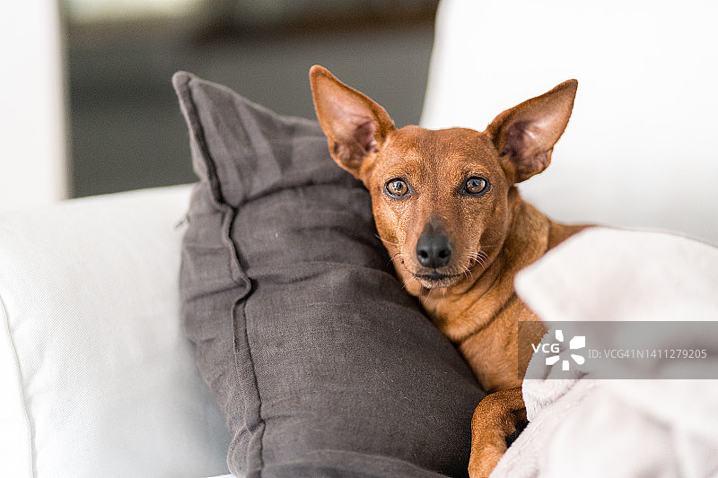 躺在沙发上的宾莎犬图片素材