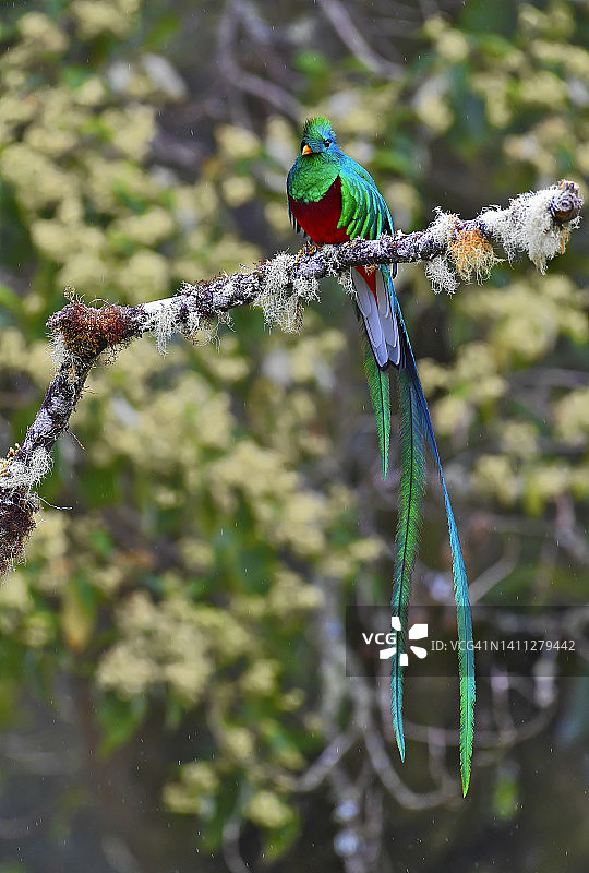 雨中栖息在树枝上的格查尔鸟图片素材