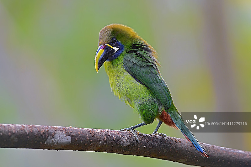 栖息在树枝上的北部翡翠绿巨嘴鸟图片素材