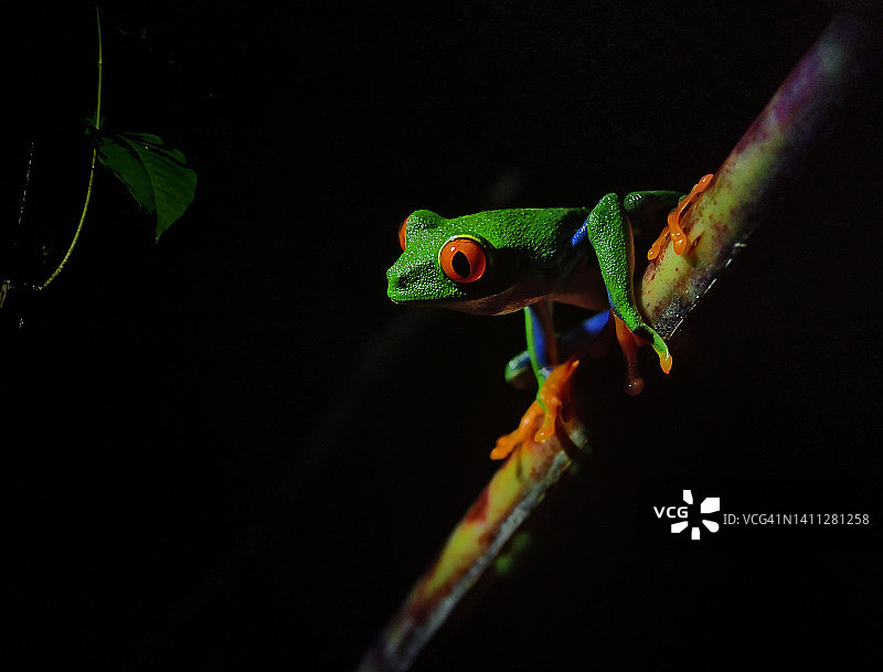 夜晚栖息于树枝上的红眼树蛙图片素材