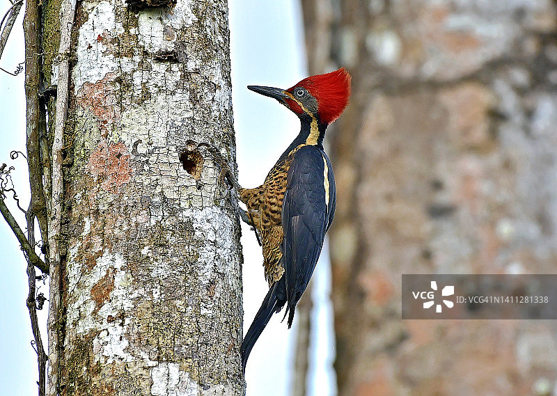 北美红头啄木鸟在树干上筑巢图片素材