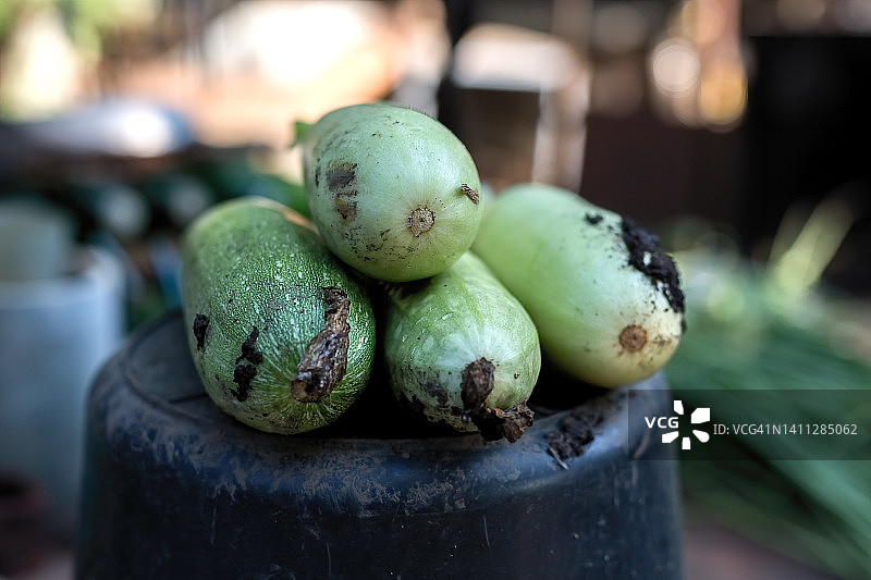 西葫芦特写，夏秋丰收的概念图片素材