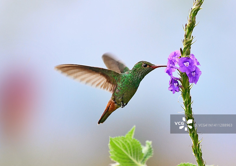 飞行中的棕尾蜂鸟图片素材