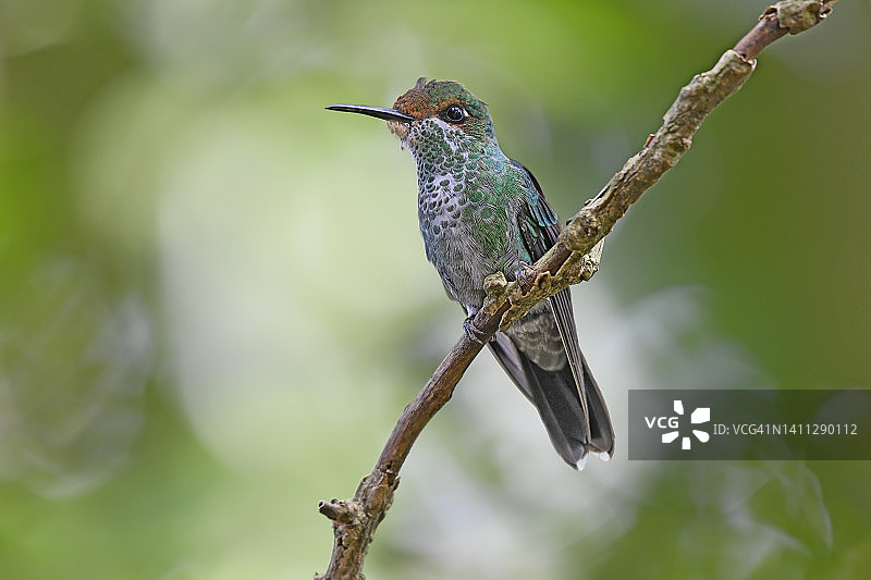 绿冠辉蜂鸟栖息在树枝上图片素材