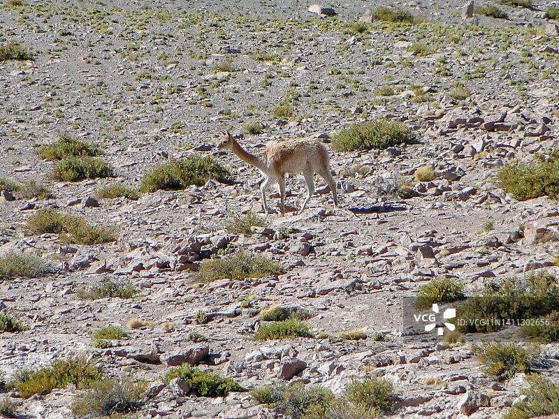 阿塔卡马沙漠中的动物图片素材