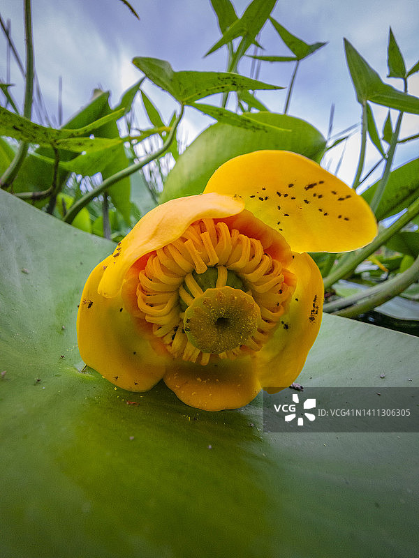 橙色睡莲花头极低角度视图图片素材