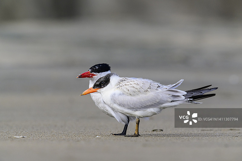 里海燕鸥图片素材