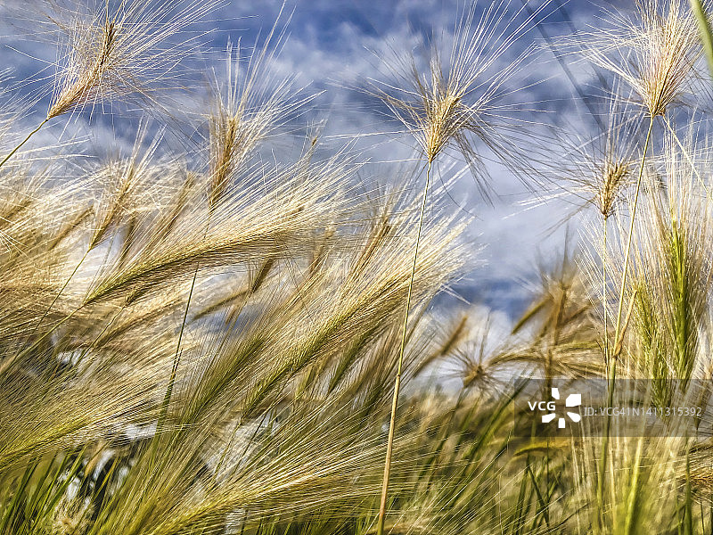 风中的大麦狗尾草图片素材