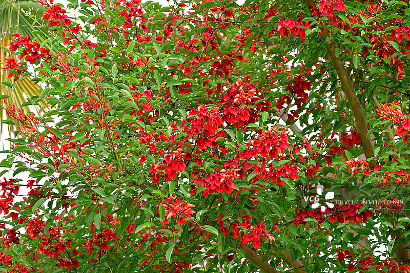 鸡冠刺桐花图片素材