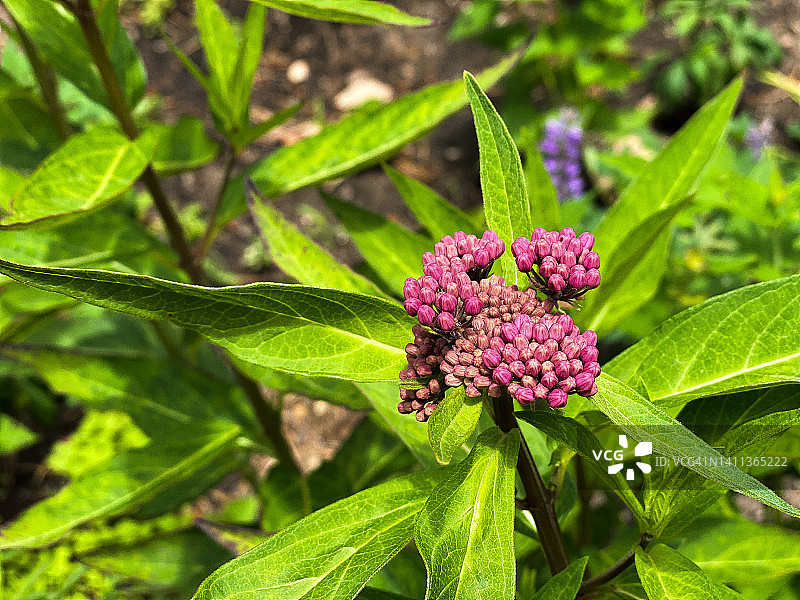 夏季的粉色马利筋花蕾图片素材