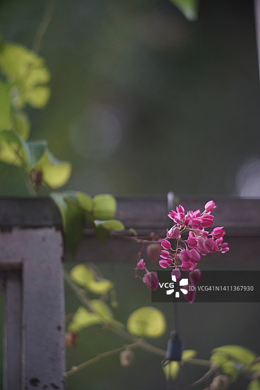 爱之蔓花朵图片素材