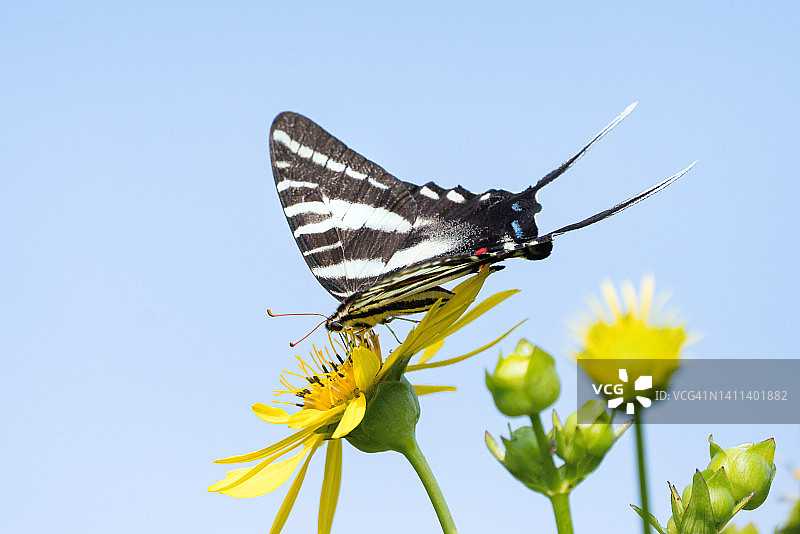 黄色花丛中的燕尾蝶图片素材