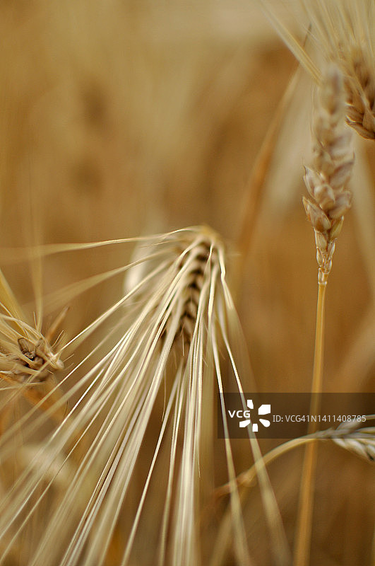 有机小麦和燕麦田图片素材