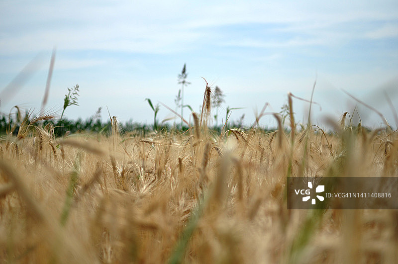 有机小麦和燕麦田图片素材
