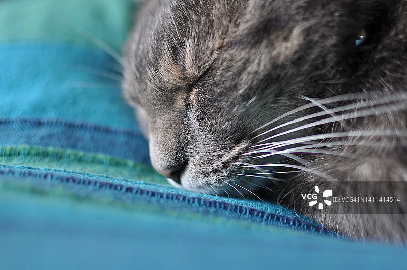 家猫的生活图片素材