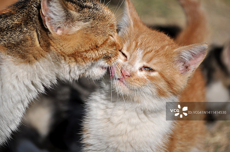 家猫的生活图片素材