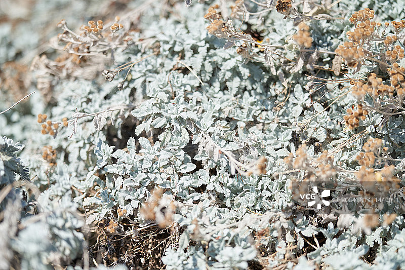 哈拉吉尼亚菊图片素材